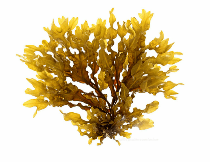 Inno Gialuron курамында Fucus vesicularis